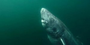 Dünyanın en yaşlısı! Tam 512 yaşında