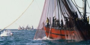Atlas Okyanusu ve Kuzey Denizi için balık avlama kotası