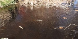 Yüzlerce balık telef oldu! İlçe panik içinde