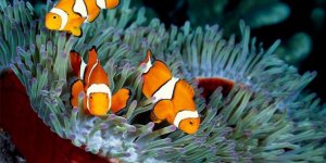 Bazı palyaço balıkları 'kişiliksiz' çıktı!