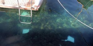 İstanbul'da ürküten olay! Sahile vurdular