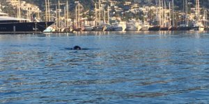 Bodrum Limanı'nda Akdeniz Foku görüntülendi