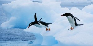 Penguenlerin varlığı 14 bin yıl önceye dayanıyor