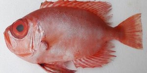 Türk sularında keşfedilen 61'inci tür "Mandagöz"