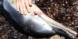 Vicdansızlar! Bodrum'da yunusu silahla öldürdüler