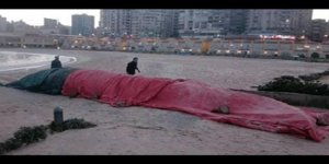 13 metrelik balina sahile vurdu!