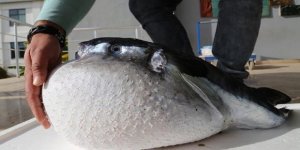 Okyanusu aşıp Antalya Körfezi'ne geldi