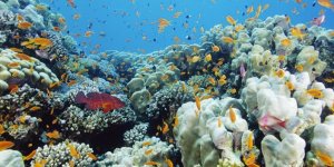 Mercan resiflerinin geleceği tehlikede