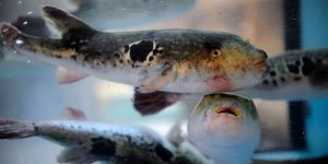 Marketlerde zehirli balık alarmı!