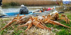 Yok olan kerevit, yeniden ortaya çıktı