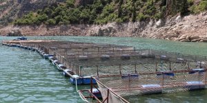 Denizi olan illeri solladı: 4,7 bin ton balık üretiyor