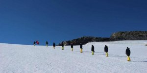 Antarktika'da 280 milyon yıllık ağaç fosilleri bulundu