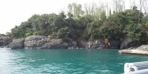 Amazonlar diyarı Giresun Adası (Aretias)