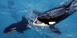 Dünyanın konuşabilen ilk katil balinası