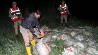 Van'da 147 ton kaçak balık ele geçirildi