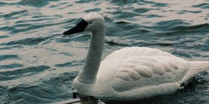 ‘Robot Kuğu’lar su kirliliğinin hizmetinde