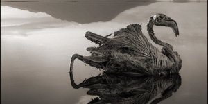 Tanzanya’daki bu göle giren taş kesiliyor!