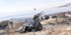 "Körfezin eski günlerine dönmesi çok zor"