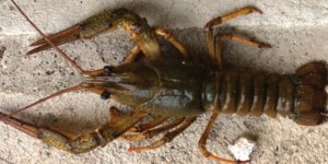 Bu hayvan tüm dünyayı tehdit ediyor