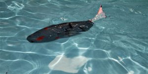 Bu balıklar su altını keşfedecek