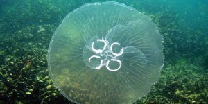 Denizanaları plajlarımızı basacak