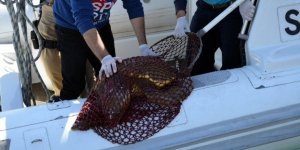 Didim’de yaralı caretta caretta seferberliği