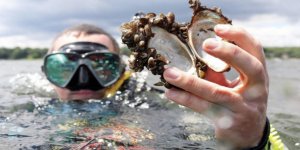 Zebra midyesi bela oldu