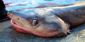 Bir haftada üçüncü köpek balığı yakalandı