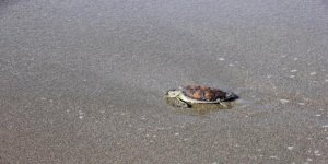 Kaplumbağa 'Zeytin' denizle buluştu