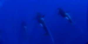Yeni bir katil balina türü keşfedildi