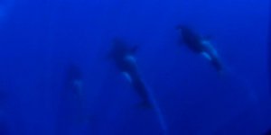 Yeni bir katil balina türü keşfedildi