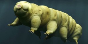 Dünyanın en dayanıklı canlısı!