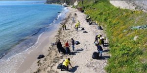 Sinop'ta onlarca yunus ölü olarak kıyıya vurdu
