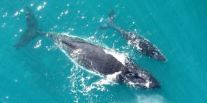 Balinalar bu yıl hiç doğum yapmadı!