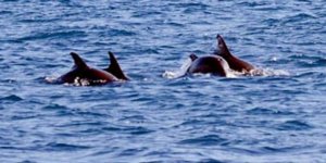 Kemer'de şimdi de  'yunus turu' başladı