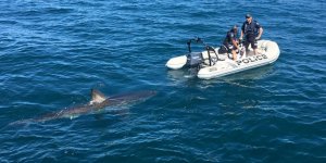 Deniz polisine köpek balığı engeli