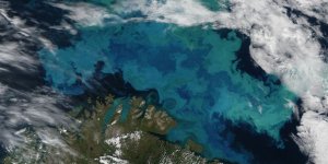Okyanus alglerinin azalması küresel ısınma nedeni mi