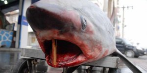 Köpek balığı avcılığı yasaklandı