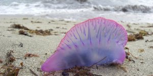 Costa Blanca plajlarında kırmızı bayrak çekildi