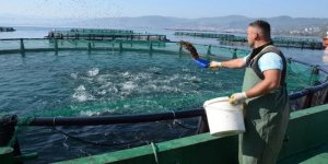 Ordu’dan Rusya ve Japonya’ya havuz balığı ihracatı yapılıyor