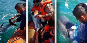 Denizde ağa takılan yunus 3 saatlik operasyonla kurtarıldı