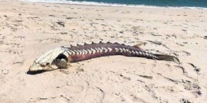 245 milyon yıl önce yaşıyorlardı!