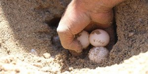 Caretta carettalar yumurta bırakmaya erken başladı