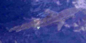 Turizm cennetinde köpekbalığı paniği