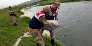 Kaçak avlanan 400 kilo inci kefali dereye bırakıldı