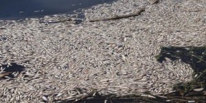Büyük Menderes'de  toplu balık ölümleri tedirgin etti