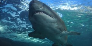 En ölümcül köpekbalığı saldırılarının olduğu yerler