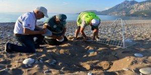 Antalya’da caretta caretta seferberliği