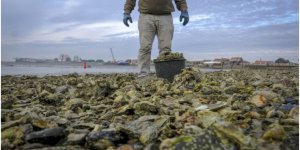 İstiridyeler 3d yazıcı ile kurtarılacak