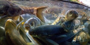 "Van Gölü sırlarını aralamaya devam ediyor"